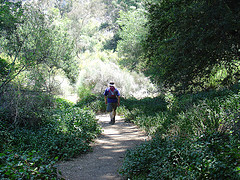 Hiker walking on a flat trail with lots of trees